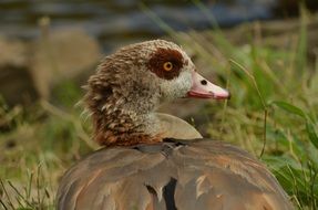 waterfowl nile goose