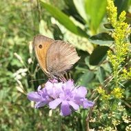 brown butterfly on the purple flower