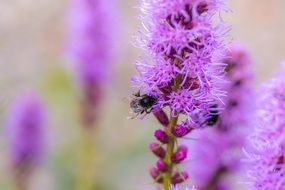 insects on a purple flower on the field