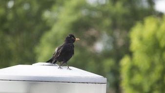 black bird on a street lamp