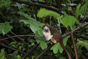 monkey on a thin branch of a tree