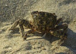 green crab in the sand in the sun