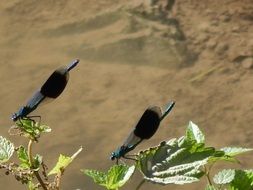 two blue dragonflies