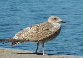Grey seagull