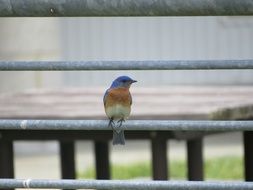 Eastern Bluebird on a wooden railing