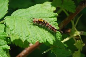Caterpillar Hairy