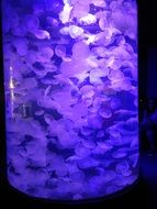 purple jellyfish are tropical inhabitants