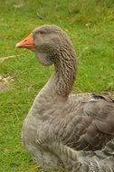 Cute grey and white goose on the grass