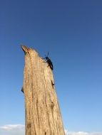 big black Insect on dry tree stump at Blue Sky