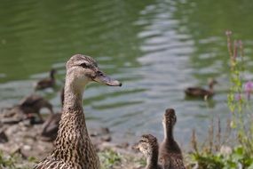 ducks on the river bank