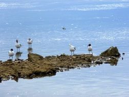 seagulls on the rocky shore