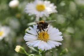 hard working bee in the flower