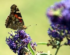 butterfly in the summer orchard