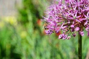 Macro photo of insect on a purple plant