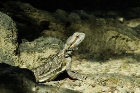 bearded lizard in rocks