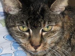 Head of a domestic Cat closeup