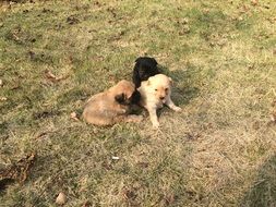 cute little puppies on the grass