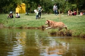 Labrador jumps into the water of the lake