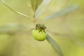 Green Stink Bug on olive fruit