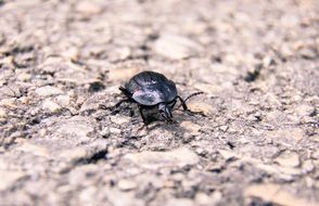 beetle on the asphalt