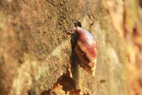 Picture of African Snail on a stone