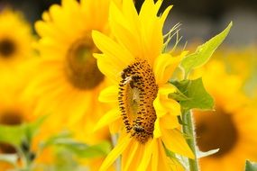 bees on a young flower of a sunflower