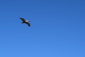 pelican flies over the sky