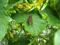 Colorful cicada on a green leaf with colorful flowers