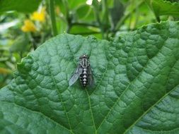 big fly on green leaf