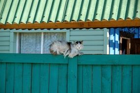 village cat on the fence