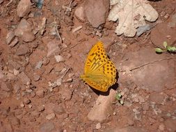 orange butterfly on ground