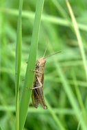 grasshopper on a green thin sheet