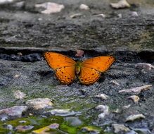 orange butterfly on the stone