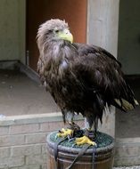 White tailed sea eagle in wildlife