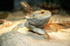 cold-blooded bearded dragon