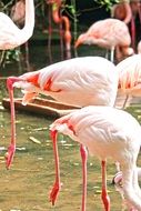 pink flamingo in the water