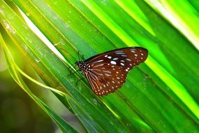 burgundy butterfly on grass