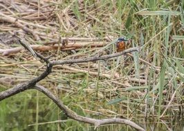 Kingfisher Bird Animal Plumage