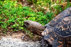 giant tortoise in the tropics in africa