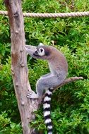 lemur on a tree trunk