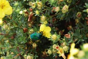pleasant Beetle Flowers