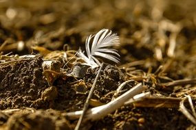 Close up photo of bird Feather on a ground