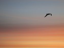 black bird in flight at sunset