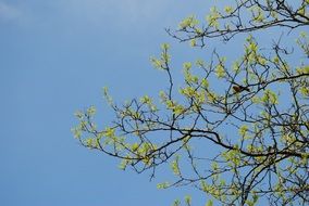 Branches and sky