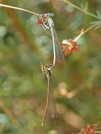 dragonfly on a thin stalk