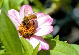 pleasant Bee