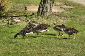 wild geese on the grass