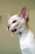 handsome Siamese Cat