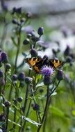 Thistle Plant Summer Flowers