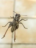 Grillo Cricket macro